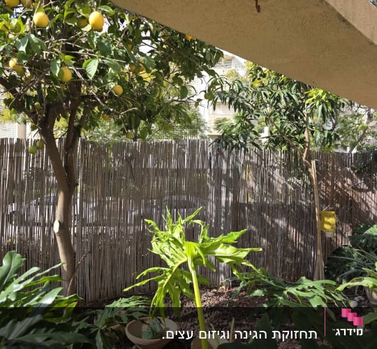 עץ לימון וצמחים בגינה עם גדר במבוק